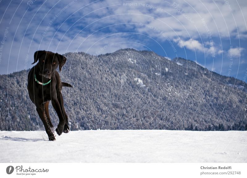 Spaziergang Hund Hundebesitzer Außenaufnahme Schnee Schneespur Schneeberg Wechte Tiertraining Berge u. Gebirge Landschaft Hügel Mountains Snow Dog Snowdog