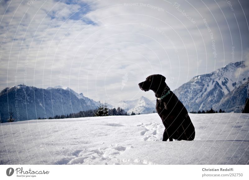Spaziergang Spielen Ausflug Winter Schnee Berge u. Gebirge wandern Natur Landschaft Himmel Wolken Hügel Gipfel Schneebedeckte Gipfel Tier Haustier Hund frieren