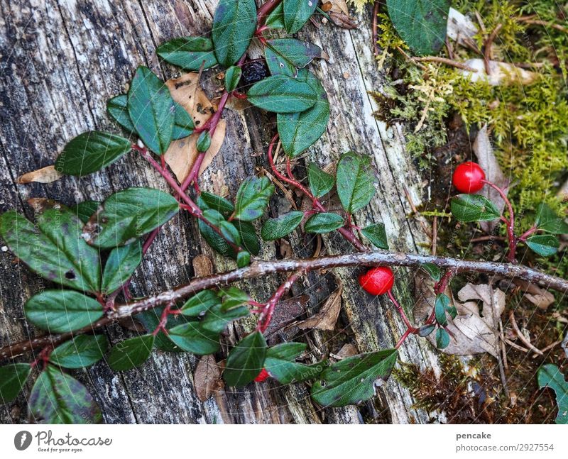 immer grün Natur Pflanze Frühling Sträucher Wald Alpen Erfolg wild Immergrün zwergmispel rot Beeren Moos Ranke Holz Überleben winterfest Farbfoto Außenaufnahme