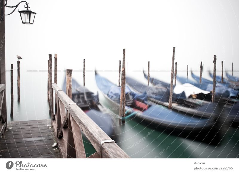 Gruppenbild mit Möwe Ferien & Urlaub & Reisen Tourismus Sightseeing Städtereise Wasser Venedig Italien Stadt Hafenstadt Verkehr Verkehrsmittel Schifffahrt