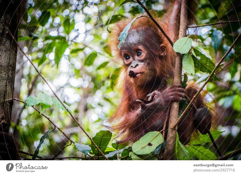 Der süßeste Baby-Orang-Utan der Welt hängt in einem Baum in Borneo. Ferien & Urlaub & Reisen Kind Kindheit Natur Tier Park Wald Urwald Pelzmantel Tierjunges