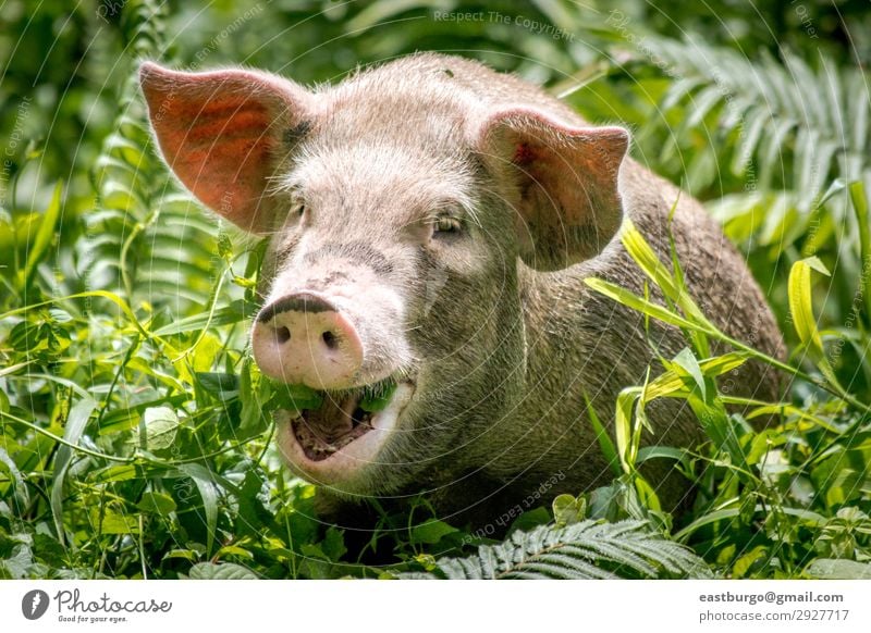 Ein glückliches Schwein in Papua-Neuguinea Fleisch Essen Glück schön Tourismus Insel Natur Tier Urwald Lächeln klein niedlich wild weiß Tradition Bougainville
