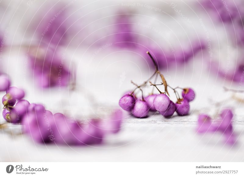 Violette Beeren purpur violett Frucht Herbst seltsam Farbe weiß woo hölzern Stilleben Stillleben Cluster Haufen