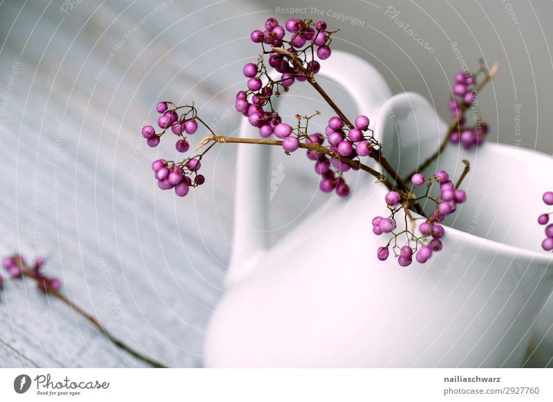 Lila Lifestyle Winter Pflanze Sträucher Nutzpflanze Liebesperlenstrauch Schönfrucht Kannen Milchkanne Vase authentisch elegant kalt natürlich retro schön weich