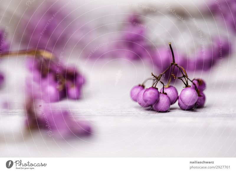 Violette Beeren purpur violett Frucht Herbst seltsam Farbe weiß woo hölzern Stilleben Stillleben Cluster Haufen Natur Buchse geschmackvoll Nizza