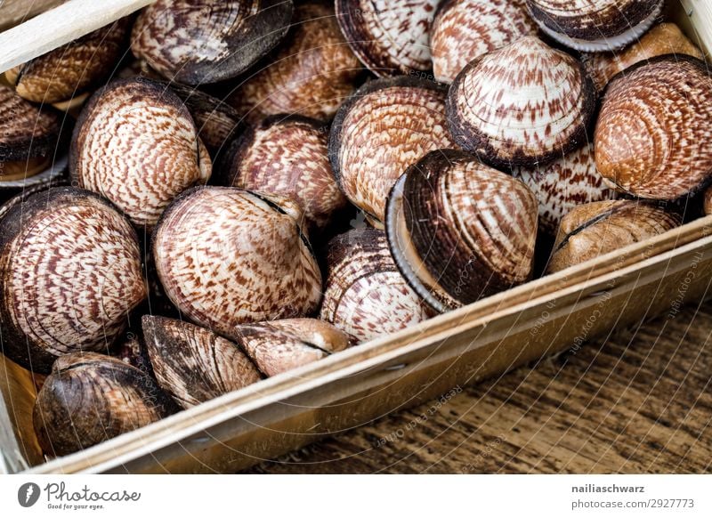 Meermandel Lebensmittel Meeresfrüchte Samtmuschel dog cockle Muschel Ernährung Bioprodukte Slowfood Lifestyle Gesundheit Holz Ornament Linie einfach frisch