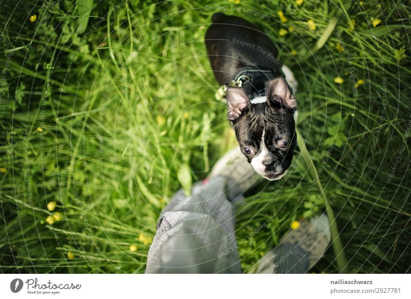 Boston Terrier Welpe feminin Beine 1 Mensch Gras Garten Park Wiese Hose Tier Hund französische Bulldogge Tierjunges beobachten entdecken Blick warten frech
