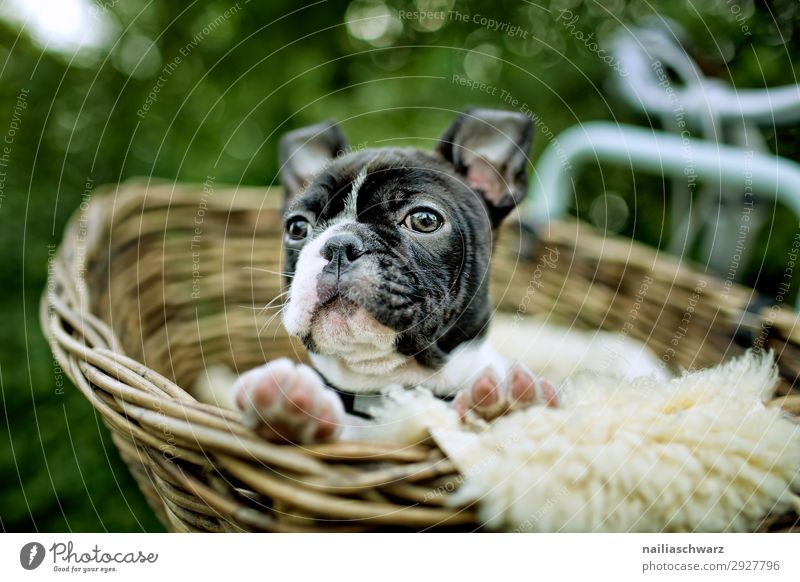 Boston Terrier Welpe macht Ausflug Lifestyle Tourismus Abenteuer Ferne Fahrradfahren Garten Park Tier Haustier Hund französische Bulldogge 1 Tierjunges