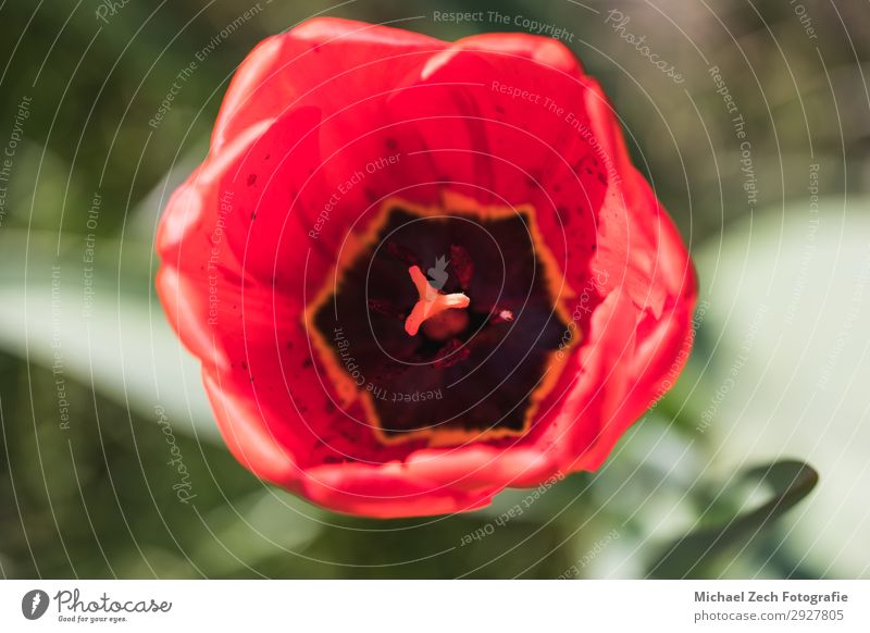 Makroaufnahme einer roten Tulpenblume in einem Garten schön Sommer Ostern Natur Pflanze Blume Blatt Blüte Blumenstrauß Liebe frisch hell natürlich gelb grün