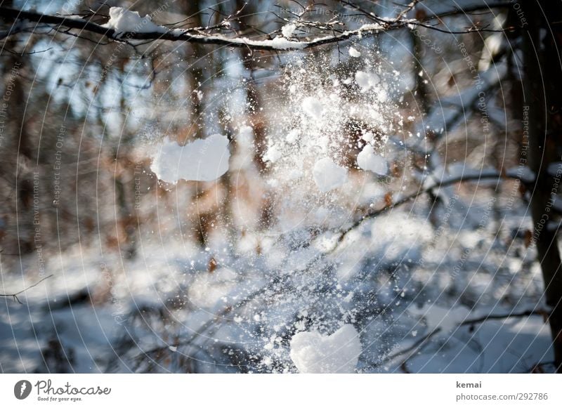 Schnee, der von Ästen fällt Winter Umwelt Natur Pflanze Schönes Wetter Eis Frost Schneefall Baum Zweig Ast Wald fallen hell kalt Winterlicht Schneebälle