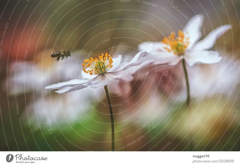 Anemonen mit Biene Umwelt Natur Pflanze Tier Luft Frühling Sommer Herbst Klima Klimawandel Schönes Wetter Wind Blume Sträucher Blatt Blüte Wildpflanze