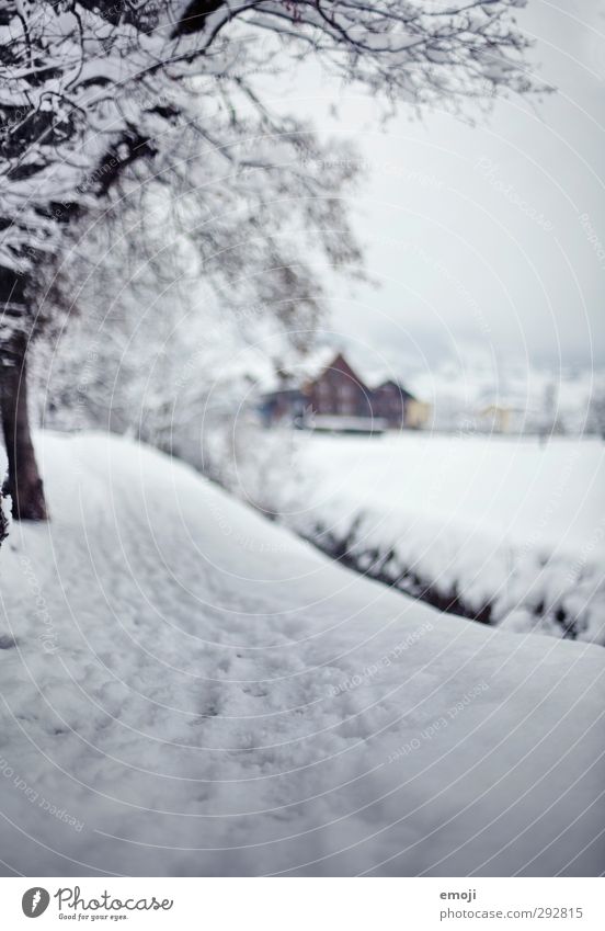 Schwyz Umwelt Natur Winter Schnee Wege & Pfade kalt weiß Spuren Farbfoto Gedeckte Farben Außenaufnahme Menschenleer Tag Schwache Tiefenschärfe
