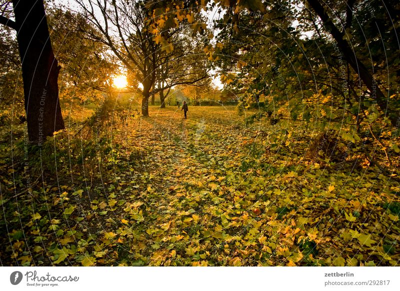 Sonnenuntergang im Herbst Garten Frau Erwachsene 1 Mensch 45-60 Jahre Umwelt Natur Landschaft Wetter Schönes Wetter Wildpflanze Park Wiese Wald Freude Glück