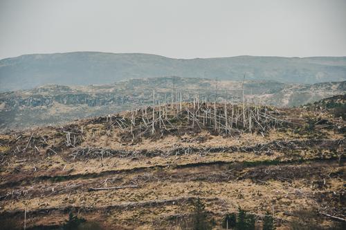 zerstörter Wald auf der Isle of Skye, Schottland Umwelt Natur Landschaft Urelemente Erde Klimawandel schlechtes Wetter Unwetter Wind Sturm bedrohlich Insel
