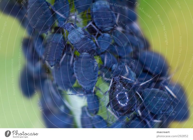 blattläuse Tier Insekt Blattläuse Laus Schädlinge blau Makroaufnahme Nahaufnahme Schutz Stengel Natur natürlich grün