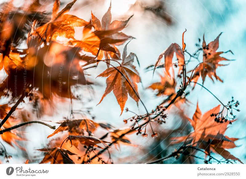 Blätter des roten Fächerahorns, im Hintergrund der Himmel Natur Pflanze Frühling Schönes Wetter Baum Blatt Blüte Ast Zweig Ahornblatt Japanischer Ahorn Garten