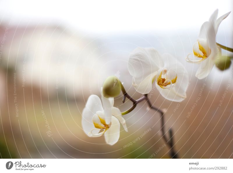 Vorbote Umwelt Natur Pflanze Frühling Blume Orchidee Blüte Duft weiß Farbfoto Außenaufnahme Menschenleer Tag Schwache Tiefenschärfe