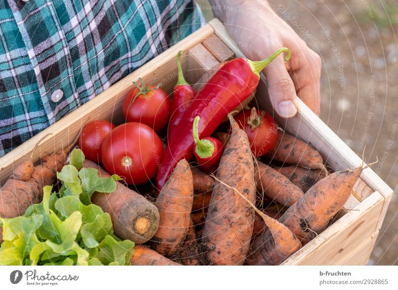 Gemüsekiste Lebensmittel Salat Salatbeilage Ernährung Bioprodukte Vegetarische Ernährung Landwirtschaft Forstwirtschaft Mann Erwachsene Hand Finger 1 Mensch