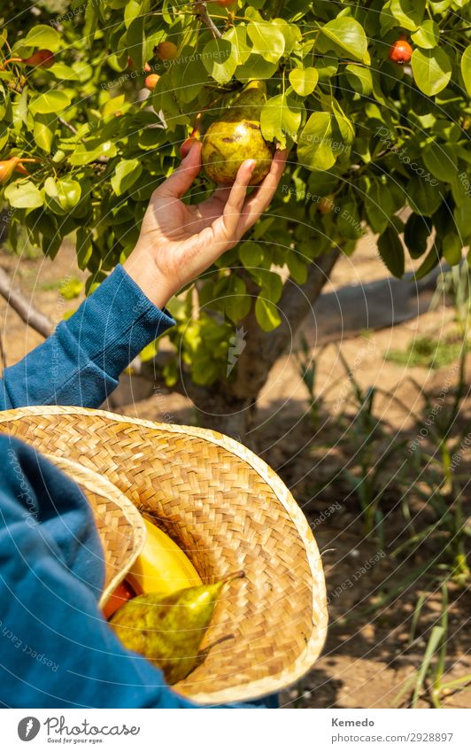 Eine Frau pflückt Birnen und steckt sie in einen Strohhut, um sie zu tragen. Lebensmittel Gemüse Frucht Bioprodukte Vegetarische Ernährung Lifestyle Gesundheit