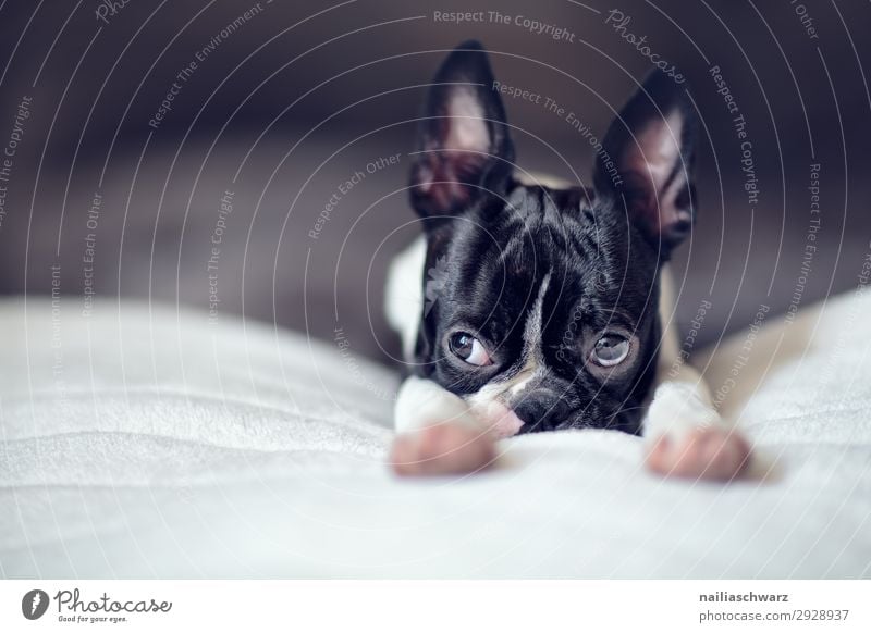 Boston Terrier Welpe Lifestyle Stil Freude Häusliches Leben Wohnung Bett Tier Haustier Hund französische Bulldogge 1 Tierjunges Decke beobachten Erholung liegen