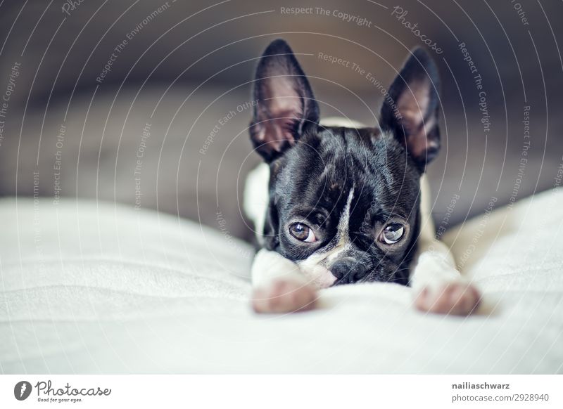 Boston Terrier Welpe Stil Freude Erholung ruhig Wohnung Tier Haustier Hund Tiergesicht französische Bulldogge 1 Decke genießen schlafen frech klein lustig