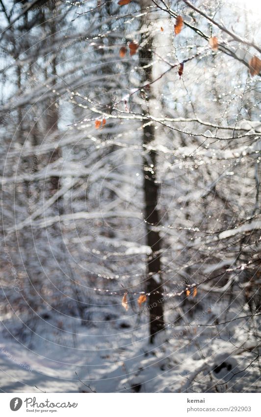 Wintersonne Umwelt Natur Landschaft Pflanze Sonnenlicht Schönes Wetter Eis Frost Schnee Baum Sträucher Blatt Zweig Ast Wald Wachstum frisch hell kalt weiß