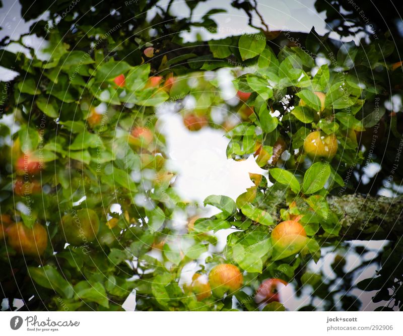Apfel im natürlichen Kreis Lebensmittel Frucht Natur Blatt Nutzpflanze Wachstum frisch Wärme Mittelpunkt Irritation Doppelbelichtung Rahmen Apfelbaum Kranz