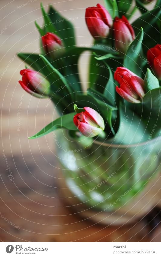 Tulpenliebe Natur Pflanze Blatt Blüte Gefühle Stimmung Blumenstrauß Muttertag Geburtstag Überraschung Duft Frühling Sommer Farbfoto Innenaufnahme Unschärfe