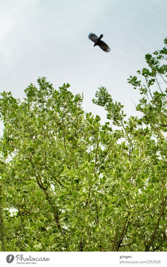 Sturzflug ins Glück Umwelt Natur Pflanze Tier Luft Himmel Frühling Schönes Wetter Baum Wildtier Vogel Flügel 1 Freiheit Mut Blatt grün aufstrebend fliegen breit