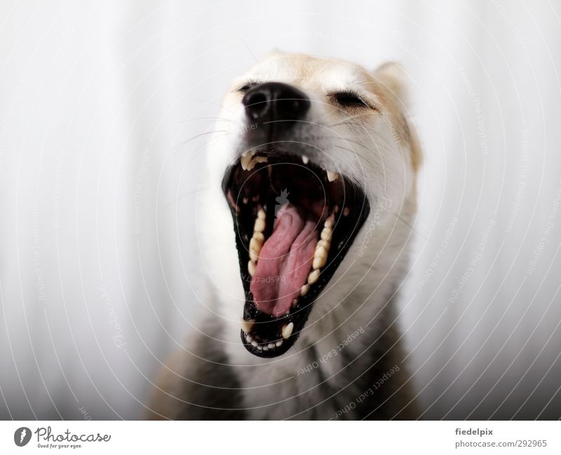 Große Klappe Hund Maul klappe aufgerissen gähnt aufreißen Zähne große Zähne zeigen Hals Rachen Zunge