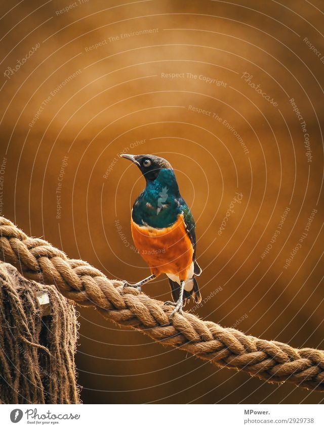 exotischer vogel Tier 1 schön Vogel gefiedert Tau braun blau Schnabel Unschärfe Farbfoto Außenaufnahme