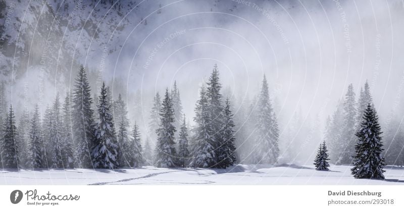 Wenn der Schnee kocht Ferien & Urlaub & Reisen Winter Winterurlaub Berge u. Gebirge wandern Landschaft Schönes Wetter Nebel Eis Frost Baum Wald Alpen blau