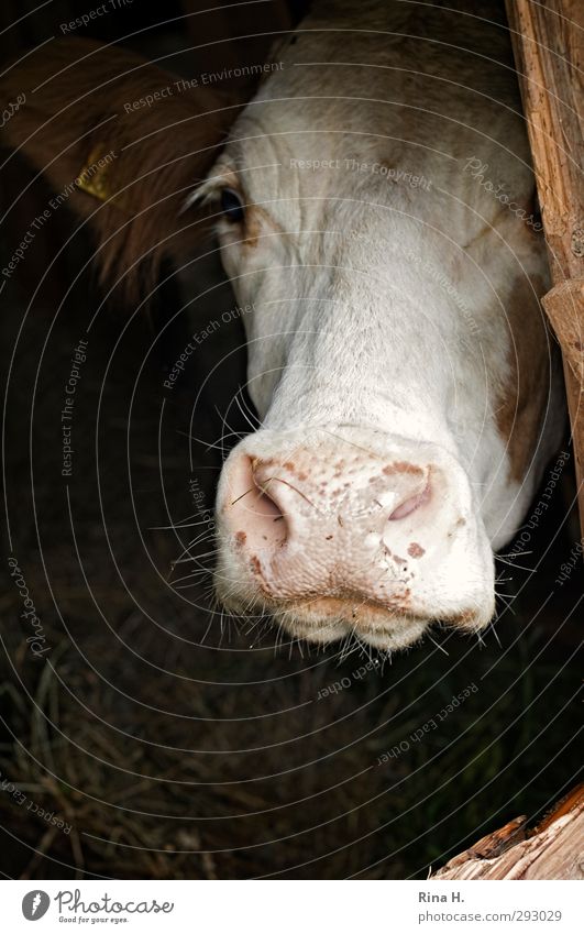 Holt mich hier raus !! Landwirtschaft Forstwirtschaft Nutztier Kuh Rind 1 Tier warten Traurigkeit Einsamkeit Verzweiflung Wunsch hoffen Stall Schnauze