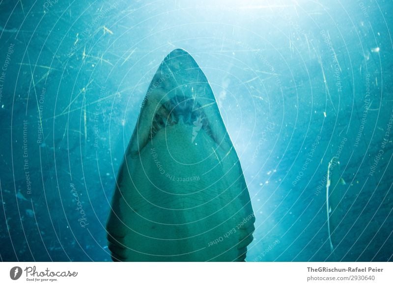 Shark-Tank Tier Wildtier 1 ästhetisch Haifisch Zähne beeindruckend Aquarium elegant Jäger Schwimmsport Froschperspektive Farbfoto Innenaufnahme Menschenleer