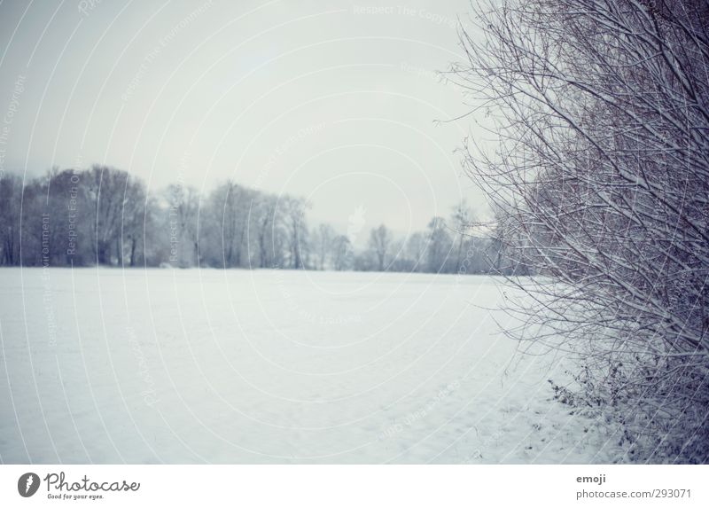 snoWhite Umwelt Natur Landschaft Winter Schnee Sträucher Feld kalt blau weiß Farbfoto Gedeckte Farben Außenaufnahme Menschenleer Textfreiraum links Tag