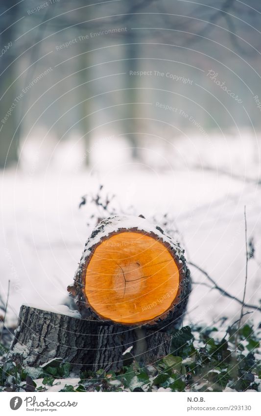 Eiskalt abgesägt Umwelt Natur Winter Schnee Baum Park Arbeit & Erwerbstätigkeit rund orange Tod Moral nachhaltig Umweltverschmutzung Umweltschutz