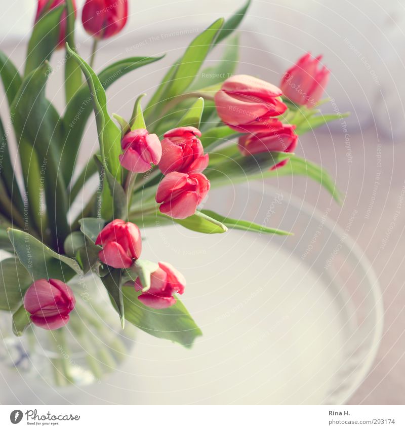 Der Frühling naht Blume Tulpe Blühend frisch hell rosa Fröhlichkeit Lebensfreude Vorfreude Blumenstrauß Glasvase Quadrat Farbfoto Innenaufnahme Menschenleer