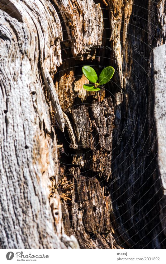 Junge Preiselbeerpflanze, die aus abgestorbenem Baumstrunk rauswächst. Pflanze Holz Baumstumpf neues Leben Preiselbeerblätter 3 Blätter grün braun Neuanfang