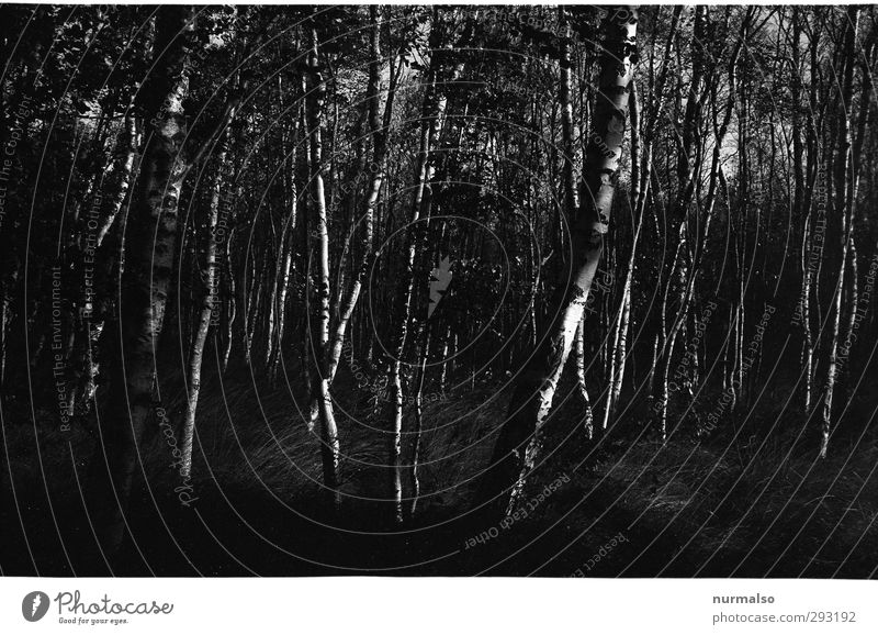 dark in the Birken Kunst Grafik u. Illustration Natur Landschaft Klimawandel Baum Ostsee Insel Hiddensee Zeichen entdecken frieren dunkel gruselig wild schwarz