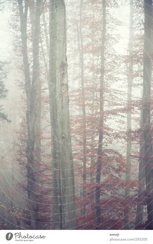 tsbreH Umwelt Natur Herbst schlechtes Wetter Nebel Baum kalt Baumstamm Farbfoto Außenaufnahme Menschenleer Tag Schwache Tiefenschärfe