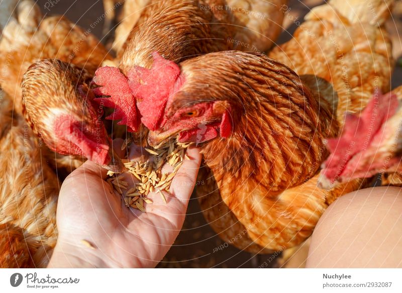 Nahaufnahme Huhn essen Essen von der Hand der Frau Leben Erwachsene Natur Landschaft Tier Vogel einfach natürlich Appetit & Hunger Hähnchen Futter Viehbestand