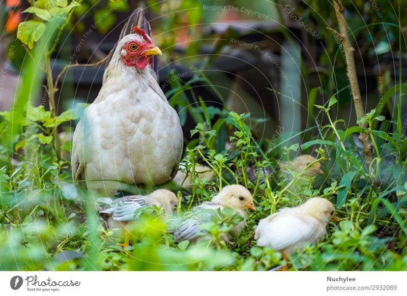 Mutter Henne mit Huhn im grünen Gras Fleisch schön Baby Umwelt Natur Tier Wiese Vogel Flügel stehen frei natürlich niedlich weiß Federvieh Pute Bauernhof Hahn
