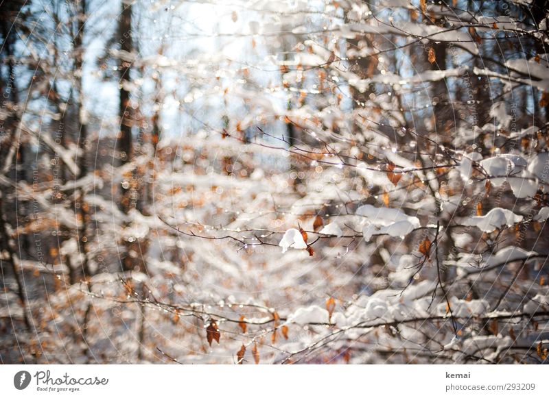 Schneesonnentag Umwelt Natur Landschaft Pflanze Wasser Wassertropfen Sonne Sonnenlicht Winter Schönes Wetter Eis Frost Baum Sträucher Blatt Zweig Ast Wald hell