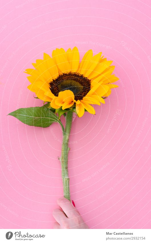 Sonnenblumenblume auf rosa Hintergrund. Garten Innenarchitektur Dekoration & Verzierung Feste & Feiern Valentinstag Muttertag Geburtstag Gartenarbeit Hand Natur