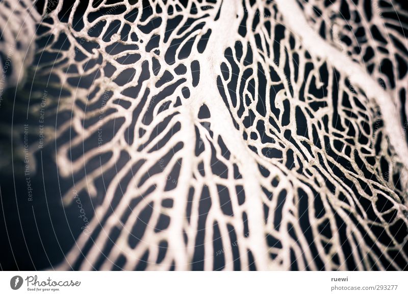 Getrocknete Koralle Umwelt Natur Pflanze Meer Holz alt ästhetisch einfach gruselig kaputt grau schwarz weiß verzweigt hart Netzwerk Vernetzung netzartig maritim