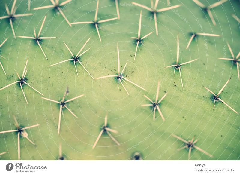 Be stachelig! Pflanze Kaktus exotisch bedrohlich grün Stachel unrasiert abwehrend Schutz Defensive Muster Spitze verletzen Dorn Wüste nicht berühren Piks
