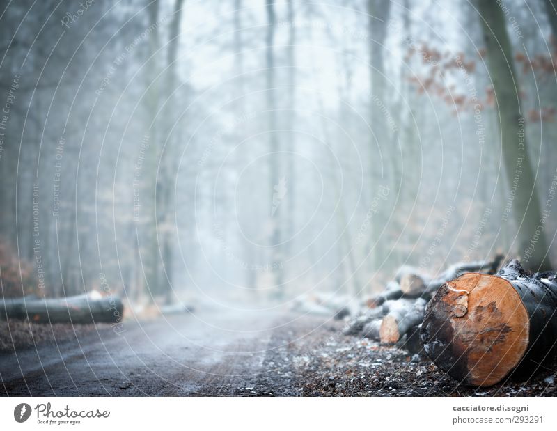 in the forest Natur Pflanze Herbst Winter Nebel Blume Wald bedrohlich hell kalt trist grau orange weiß Traurigkeit Einsamkeit bizarr Ende Endzeitstimmung