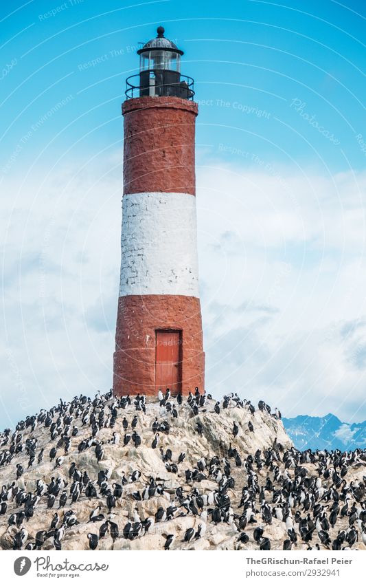 Faro Les Éclaireurs Natur ästhetisch Leuchtturm Warnung rot weiß Vogel Tier Felsen Wolken Rettung Grundbesitz Hilfsbereitschaft notleidend Südamerika