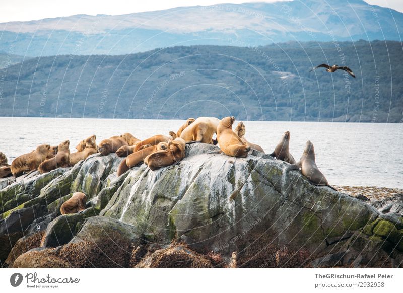 Seelöwen Tier braun weiß Lebewesen Wasser Meer Kormoran fliegen Argentinien Vogelkolonie Farbfoto Außenaufnahme Menschenleer Textfreiraum oben Morgen Tag