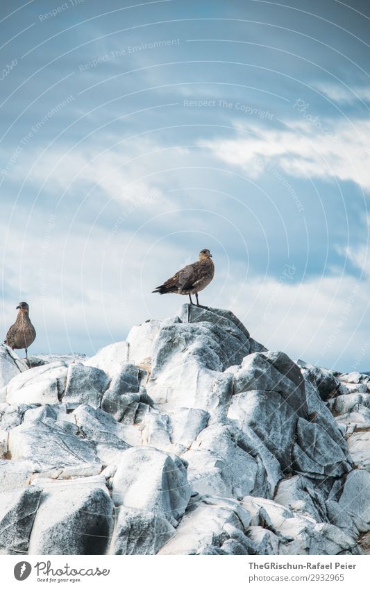 Möwe Umwelt Natur braun grau schwarz silber weiß Körperhaltung Vogel Felsen fliegen ushuaia Südamerika Gesteinsformationen Meer Farbfoto Außenaufnahme